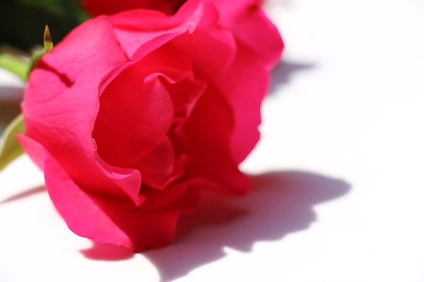 포토 JPG 해외이미지 사랑 사람없음 장미 메시지 해외202004 해외포토 꽃 감정 파일형식 이미지허브