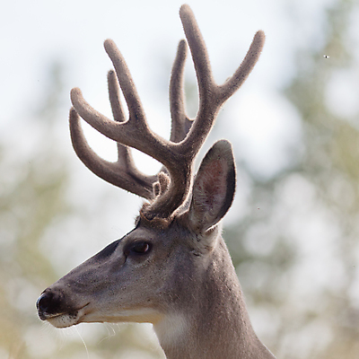 포토 JPG 해외이미지 나무 동물 계절 남자 야생동물 포유류 자연 사슴 털 뿔 성인 사람없음 옆모습 초록색 갈색 머리 달러 검은색 코트 황무지 숲 큼 바퀴자국 코 사냥 귀 서식지 동물상 삼림지대 신발장 웅장함 천진난만 벨벳 해외202004 해외포토 식물 뷰포인트 컬러 컨셉 돈 자국 사람 신체부위 조형물 외투 크기 실크 생태계 파일형식 이미지허브
