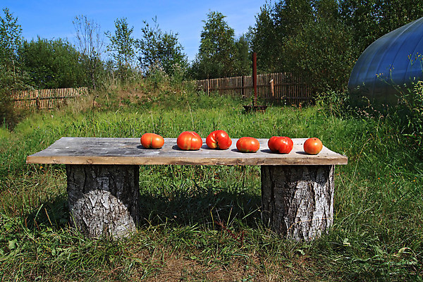 포토 JPG 해외이미지 식물 길 줄기 백그라운드 토마토 채소 벤치 자연 건강 사람없음 빨간색 초록색 빛 쌓기 활발 성장 그룹 시장 선택 큼 허브 오브젝트 유기농 날것 슛 문학 흙더미 숙성 온실 해외202004 해외포토 웰빙 컬러 컨셉 의자 모션 흙 크기 생태계 파일형식 더미 이미지허브