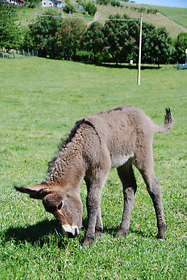 포토 JPG 해외이미지 동물 척추동물 1 농업 포유류 자연 생물 사람없음 야외 농장 머리 검은색 가축 시골 작업 당나귀 밭일 초식 해외202004 해외포토 산업 컬러 신체부위 말_동물 생태계 파일형식 이미지허브