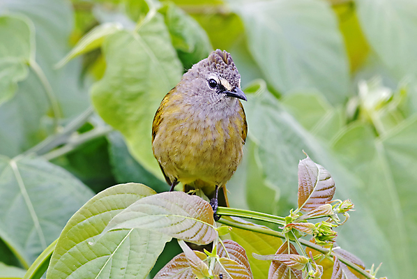 포토 JPG 해외이미지 나무 동물 여자 남자 아시아 얼굴 야생동물 백그라운드 날개 자연 조류 사람없음 야외 목재 가로 초록색 컬러풀 머리 환경 나뭇가지 막대기 닫기 숲 깃털 꼬리 부리 서식지 생태학 이국적 해외202004 해외포토 식물 교육 나라 컬러 재료 모션 사람 신체부위 생태계 파일형식 이미지허브