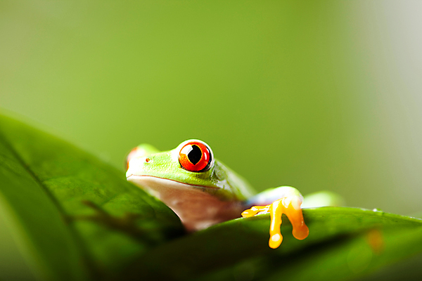 포토 JPG 해외이미지 주간 한마리 야생동물 잎 양서류 사람없음 야외 아웃포커스 청개구리 해외202004 해외포토 자연요소 식물 동물 1 촬영기법 개구리 파일형식 이미지허브