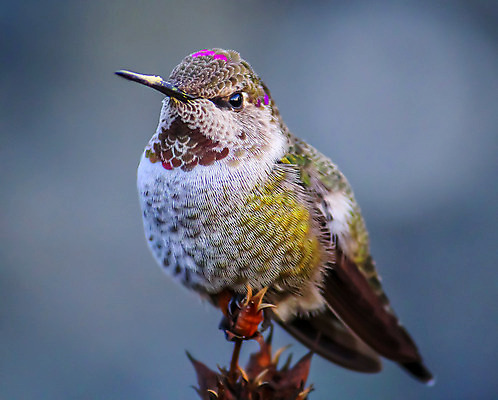 포토 JPG 해외이미지 동물 여자 남자 야생동물 백그라운드 날개 자연 조류 사람없음 야외 빨간색 초록색 빛 컬러풀 정원 흰색 관찰 작음 캘리포니아 내추럴 고립 루비 벌새 취급주의 해외202004 해외포토 컬러 모션 경고 사람 미국 크기 보석 생태계 파일형식 이미지허브