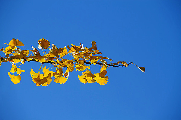 포토 JPG 해외이미지 나무 계절 잎 자연 하늘 사람없음 치료 파란색 노란색 가을 약초 허브 해외202004 해외포토 식물 컬러 의학 풀_식물 생태계 파일형식 이미지허브