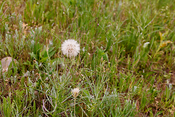 포토 JPG 해외이미지 식물 1 꽃 유럽 백그라운드 자연 사람없음 가로 갈색 검은색 흰색 민들레 땅바닥 해외202004 해외포토 나라 컬러 바닥 생태계 파일형식 이미지허브