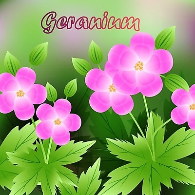 EPS 해외이미지 식물 계절 꽃잎 꽃 분홍색 꽃다발 백그라운드 잎 꽃무늬 일러스트 자연 휴가 선물 경사 초록색 컬러풀 갈색 정원 봄 활발 벚꽃 축하 신선 꽃집 묘사 싱글 냄새 망사 내추럴 고립 제라늄 해외202004 해외일러스트 컬러 컨셉 무늬 상점 직물 생태계 파일형식 벡터 이미지허브