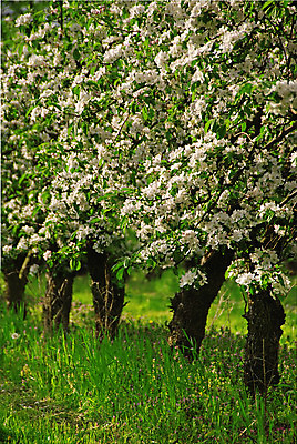 포토 JPG 해외이미지 나무 식물 계절 꽃잎 행복 꽃무늬 자연 친절 사람없음 야외 초록색 햇빛 정원 봄 나뭇가지 신선 개화 달콤 사과 과수원 5월 원예 꽃가루 세련 해외202004 해외포토 꽃 감정 컬러 무늬 농업 과일 취미 태양 날짜 맛 가루 생태계 파일형식 이미지허브