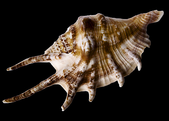 포토 JPG 해외이미지 길 바다 백그라운드 자연 조개 열대 사람없음 갈색 검은색 수중 껍질 흰색 자르기 오브젝트 내추럴 고립 이국적 해외202004 해외포토 컬러 모션 어패류 생태계 파일형식 이미지허브