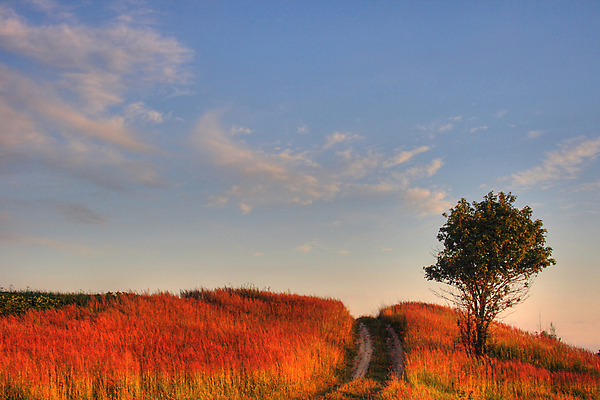 포토 JPG 해외이미지 나무 식물 계절 도로 길 지구 잎 밭 자연 하늘 사람없음 빨간색 초록색 가을 나뭇가지 시골 해외202004 해외포토 컬러 농업 교통시설 생태계 파일형식 이미지허브