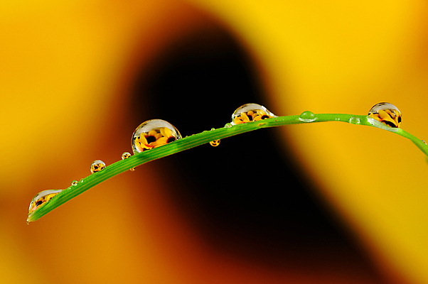 포토 JPG 해외이미지 식물 줄기 백그라운드 잎 자연 아침 해바라기 잔디 사람없음 야외 장식 초록색 물 여름 빛 햇빛 태양 반사 일출 환경 정원 봄 거품 젖음 성장 물방울 신선 원형 투명 칼날 떨어짐 이슬 빗방울 허브 순수 내추럴 해외202004 해외포토 주간 자연요소 도형 계절 꽃 컬러 컨셉 노을 비_날씨 생태계 파일형식 이미지허브