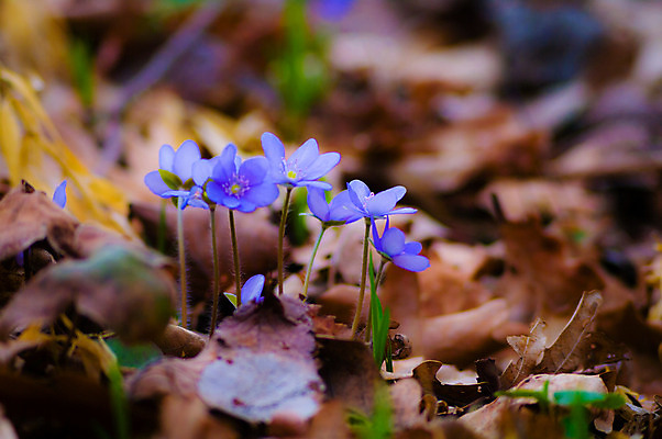 포토 JPG 해외이미지 식물 계절 꽃잎 꽃 행복 분홍색 백그라운드 잎 꽃무늬 밭 농업 자연 하늘 풍경 사람없음 야외 장식 빨간색 초록색 여름 파란색 컬러풀 노란색 환경 정원 보라색 봄 활발 성장 벚꽃 흰색 나뭇가지 신선 개화 다발 묘사 데이지 내추럴 해외202004 해외포토 나무 감정 산업 컬러 컨셉 무늬 생태계 파일형식 이미지허브