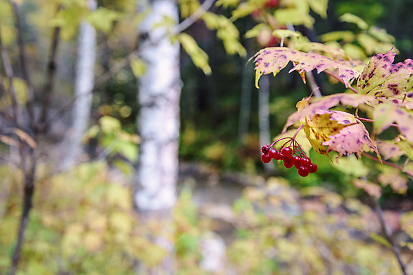 포토 JPG 해외이미지 나무 식물 열매 음식 잎 농업 과일 자연 건강 사람없음 빨간색 초록색 여름 정원 나뭇가지 달콤 다발 내추럴 건포도 숙성 해외202004 해외포토 계절 산업 컬러 포도 맛 생태계 건과일 파일형식 이미지허브
