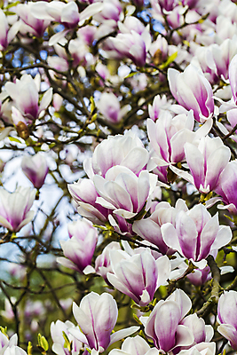 포토 JPG 해외이미지 나무 식물 계절 꽃잎 꽃 줄기 분홍색 백그라운드 잎 꽃무늬 자연 하늘 사람없음 빨간색 파란색 컬러풀 정원 보라색 봄 성장 벚꽃 흰색 나뭇가지 신선 개화 4월 제비꽃 순수 원예 목련 내추럴 월 고립 이국적 취급주의 세련 해외202004 해외포토 컬러 컨셉 무늬 경고 취미 날짜 생태계 파일형식 이미지허브