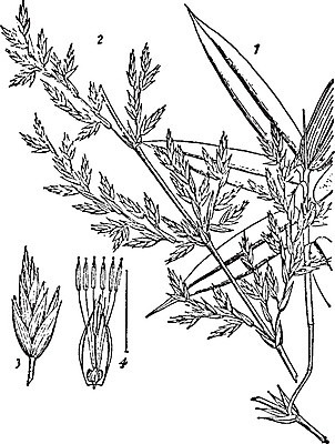 EPS 해외이미지 나무 선 일러스트 미술 강 검은색 폭포 수확 흰색 그림 판화 히말라야 세련 해외202004 해외일러스트 식물 컬러 농업 자연 문화예술 파일형식 벡터 산맥 이미지허브