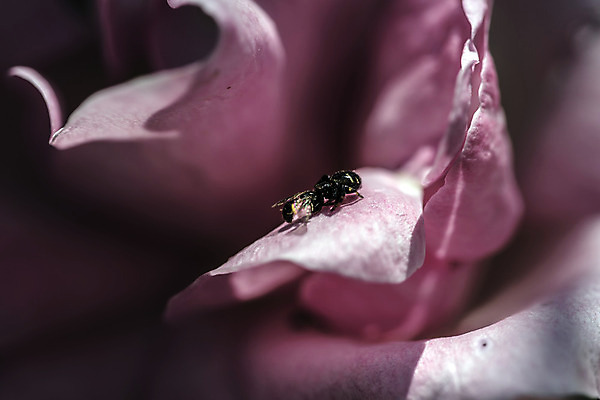 포토 JPG 해외이미지 동물 꽃잎 음식 분홍색 곤충 잎 신체 날개 자연 사람없음 초록색 햇빛 검은색 웹 힘 활발 회색 다양 에너지 운명 기다림 재산 8 먹기 사냥 영양분 해외202004 해외포토 식물 꽃 컬러 다수 컨셉 인터넷 모션 금융 태양 숫자 생태계 파일형식 이미지허브