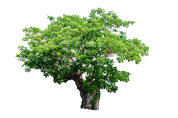 포토 JPG 해외이미지 나무 식물 계절 줄기 백그라운드 단풍 낙엽 잎 자연 사람없음 야외 초록색 여름 환경 봄 성장 덮개 흰색 나뭇가지 고독 숲 큼 수집 싱글 호두 나무껍질 내추럴 고립 생태학 그리너리 해외202004 해외포토 교육 감정 컬러 견과류 뚜껑 껍질 크기 생태계 파일형식 트랜드컬러 이미지허브