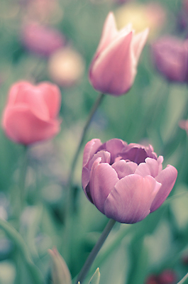 포토 JPG 해외이미지 식물 꽃 분홍색 잎 자연 사람없음 정원 튤립 네덜란드 라일락 해외202004 해외포토 유럽 컬러 생태계 파일형식 이미지허브