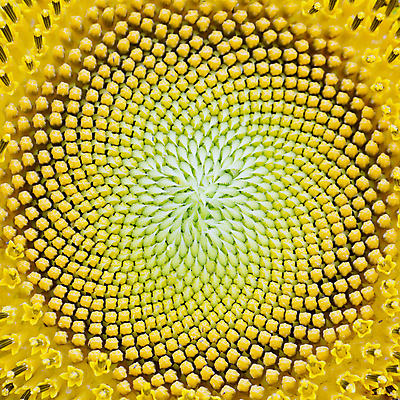 포토 JPG 해외이미지 식물 꽃잎 꽃 행복 산업 문화 백그라운드 잎 꽃무늬 밭 농업 오렌지 자연 해바라기 씨앗 풍경 사람없음 초록색 여름 농작물 컬러풀 햇빛 농장 노란색 정원 맑음 봄 활발 성장 벚꽃 원형 개화 닫기 유기농 꽃가루 내추럴 강렬 해외202004 해외포토 도형 웰빙 계절 감정 컬러 컨셉 무늬 과일 모션 날씨 태양 가루 생태계 파일형식 이미지허브