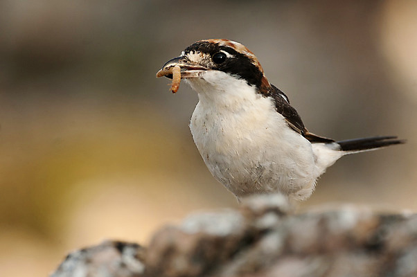 포토 JPG 해외이미지 동물 응시 유럽 야생동물 곤충 백그라운드 자연 조류 앉기 사람없음 컬러풀 농장 봄 흰색 나뭇가지 시골 관찰 스페인 깃털 육식동물 서식지 철새 바레인 스텝 해외202004 해외포토 나무 시선 계절 나라 컬러 농업 중동 모션 생태계 파일형식 이미지허브