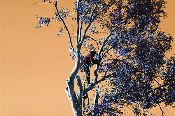 포토 JPG 해외이미지 나무 사람없음 목재 환경 나뭇가지 위험 자르기 벌목 수목 전기톱 해외202004 해외포토 식물 컨셉 재료 모션 톱 파일형식 이미지허브