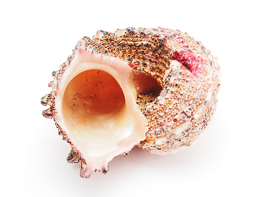 포토 JPG 해외이미지 모양 1 야생동물 바다 백그라운드 자연 조개 사람없음 장식 스파 껍질 흰색 자르기 오브젝트 싱글 기념품 고립 해외202004 해외포토 동물 컬러 모션 어패류 생태계 파일형식 이미지허브