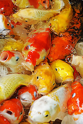 포토 JPG 해외이미지 전통 호수 자연 어류 동양인 취미 사람없음 물 컬러풀 일본 중국 연못 잉어 해외202004 해외포토 자연요소 아시아 컬러 인종 수중동물 생태계 파일형식 이미지허브