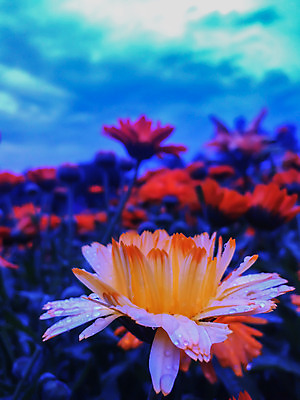 포토 JPG 해외이미지 식물 꽃잎 꽃 잎 자연 하늘 사람없음 야외 물 햇빛 정원 흰색 물방울 개화 금잔화 해외202004 해외포토 자연요소 컬러 태양 생태계 파일형식 이미지허브