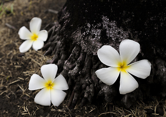포토 JPG 해외이미지 나무 식물 꽃잎 꽃 백그라운드 컨셉 꽃무늬 태국 자연 휴식 사람없음 목재 장식 물 여름 반사 노란색 정원 검은색 스파 봄 벚꽃 흰색 신선 개화 심볼 하와이 향기 발리 내추럴 고립 아열대 이국적 하와이인 해외202004 해외포토 자연요소 외국인 계절 아시아 컬러 섬 무늬 재료 미국 생태계 냄새 인도네시아 파일형식 이미지허브