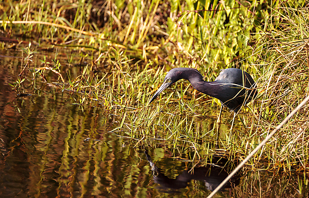 포토 JPG 해외이미지 야생동물 조류 사람없음 습지 왜가리 나폴리 플로리다 해외202004 해외포토 동물 미국 이탈리아 파일형식 이미지허브