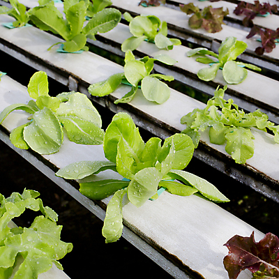 포토 JPG 해외이미지 식물 산업 아시아 음식 잎 꽃무늬 밭 농업 채소 사람없음 초록색 농작물 농장 농경지 정원 놀이방 수확 성장 신선 보호 상추 유기농 원예 날것 내추럴 개발 모종 밭일 수경재배 온실 줄서기 해외202004 해외포토 웰빙 꽃 나라 컬러 컨셉 무늬 모션 취미 파일형식 이미지허브