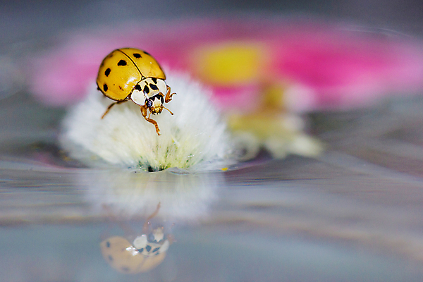 포토 JPG 해외이미지 식물 동물 1 꽃 어린이 곤충 백그라운드 컨셉 무늬 자연 사람없음 가로 빨간색 빛 컬러풀 태양 반사 노란색 정원 껍질 흰색 점 닫기 딱정벌레 싱글 각도 무당벌레 진홍색 강렬 고립 동물상 해외202004 해외포토 자연요소 컬러 모션 사람 조형물 생태계 파일형식 이미지허브