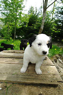 포토 JPG 해외이미지 동물 응시 꽃 새끼 이동 밭 포유류 자연 놀이 휴식 털 피곤 사람없음 야외 여름 반려동물 태양 노란색 정원 봄 산책 표현 잠 개 강아지 보호 민들레 호기심 데이지 향기 리빙 기르기 해외202004 해외포토 자연요소 식물 시선 계절 감정 컬러 컨셉 농업 생태계 냄새 돌봄 파일형식 이미지허브