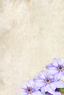 포토 JPG 해외이미지 식물 꽃 종이 백그라운드 잎 꽃무늬 자연 날씨 3 사람없음 세로 초록색 우주 정원 보라색 봄 공백 손상 수확 골동품 성장 벚꽃 얼룩 신용카드 개화 우아함 제비꽃 질감 그런지 세피아 스크랩북 옛날 스타일 카피스페이스 해외202004 해외포토 계절 컬러 컨셉 무늬 농업 촬영기법 금융 생태계 파일형식 이미지허브