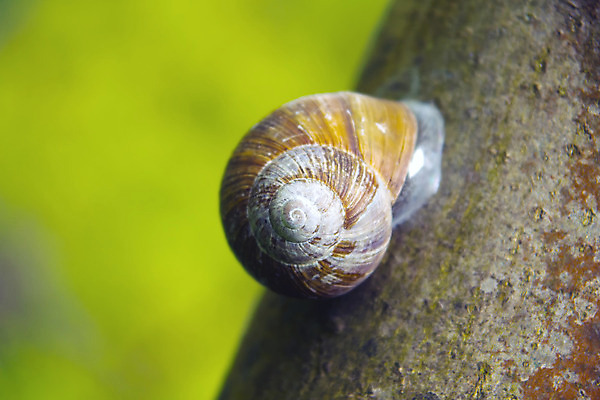 포토 JPG 해외이미지 나무 동물 자연 생물 주택 나선형 사람없음 정원 비행 시간 큼 상승 오르기 일시정지 단절 동물상 로마인 식용 해외202004 해외포토 식물 컨셉 무늬 모션 인종 건물 조형물 크기 생태계 파일형식 이미지허브