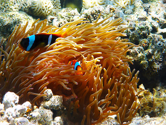 포토 JPG 해외이미지 동물 야생동물 바다 아프리카 자연 휴가 휴식 바닥 이집트 어류 사람없음 물 수중 독약 수비 스노클링 산호 보호 암초 발견 깊이 동물상 아네모네 이국적 해외202004 해외포토 자연요소 꽃 나라 컨셉 모션 조형물 수중동물 수상스포츠 자포동물 생태계 파일형식 이미지허브