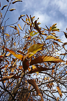 포토 JPG 해외이미지 나무 식물 백그라운드 잎 농업 과일 풍경 사람없음 야외 빨간색 초록색 컬러풀 햇빛 노란색 맑음 이탈리아 활발 가을 시골 맛 11월 그림 10월 해외202004 해외포토 계절 유럽 산업 컬러 컨셉 날씨 태양 날짜 파일형식 이미지허브