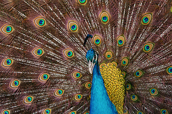 포토 JPG 해외이미지 동물 남자 야생동물 백그라운드 패턴 자연 조류 사람없음 장식 초록색 파란색 컬러풀 머리 활발 펼침 의식 우아함 공작 깃털 묘사 즐거움 질감 꼬리 부리 번짐 보여주기 동물상 터키석 해외202004 해외포토 감정 컬러 컨셉 무늬 모션 사람 신체부위 조형물 보석 생태계 파일형식 효과 이미지허브