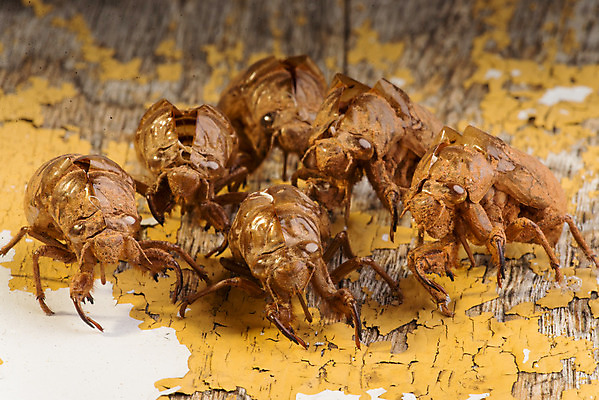 포토 JPG 해외이미지 나무 동물 얼굴 야생동물 곤충 신체 자연 건조 사람없음 초록색 갈색 머리 환경 껍질 흰색 입 변화 벌레 숲 피부 묘사 질감 생물학 순환 나무껍질 애벌레 내추럴 고립 귀뚜라미 동물상 변태 오싹 해외202004 해외포토 식물 교육 컬러 컨셉 모션 신체부위 조형물 생태계 파일형식 이미지허브