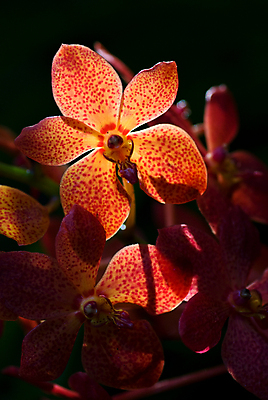 포토 JPG 해외이미지 식물 꽃잎 꽃 사람없음 빨간색 투명 난초 잡종 해외202004 해외포토 컬러 파일형식 이미지허브