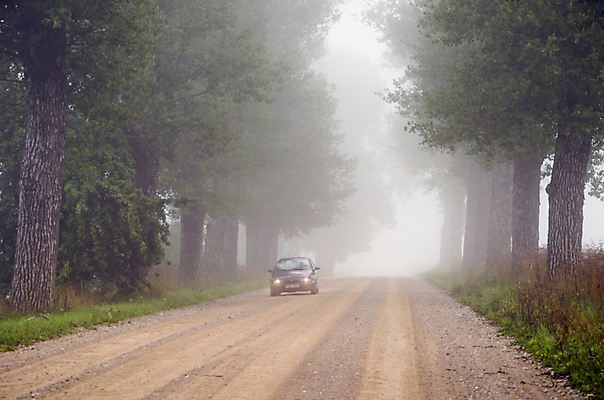 포토 JPG 해외이미지 나무 계절 공원 도로 길 여행 낙엽 잎 교통시설 자국 자동차 풍경 사람없음 야외 초록색 컬러풀 환경 기계 운전 안개 나뭇가지 시골 숲 위험 오솔길 먼지 방법 뿌연 자동 해외202004 해외포토 식물 공공시설 육상교통 컬러 교통 컨셉 모션 날씨 시설 파일형식 이미지허브