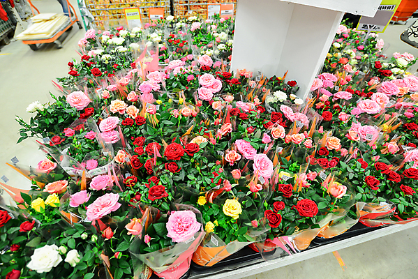 포토 JPG 해외이미지 식물 기념일 꽃잎 꽃 분홍색 꽃다발 잎 꽃무늬 자연 결혼식 발렌타인데이 선물 사랑 사람없음 장식 초록색 세트 장미 노란색 정원 축제 놀람 봄 성장 벚꽃 흰색 축하 신선 개화 그룹 의식 큼 다발 수집 심볼 질감 향기 아로마 열정 악취 멀티 해외202004 해외포토 계절 감정 컬러 결혼 컨셉 무늬 데이이벤트 표정 이벤트 크기 생태계 냄새 파일형식 이미지허브