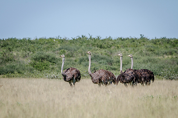 포토 JPG 해외이미지 동물 공원 야생동물 여행 아프리카 자연 조류 사람없음 야외 머리 환경 황무지 보호 숲 사파리 깃털 생태계 타조 내추럴 동물상 해외202004 해외포토 공공시설 나라 컨셉 신체부위 조형물 파일형식 이미지허브