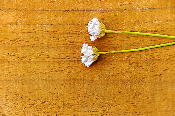 포토 JPG 해외이미지 식물 꽃 줄기 분홍색 백그라운드 2 자연 선물 사람없음 목재 여름 정원 화목 벚꽃 생일 카네이션 상품권 쿠폰 엽서 온실 카피스페이스 해외202004 해외포토 나무 계절 기념일 컬러 컨셉 재료 공백 편지 생태계 파일형식 이미지허브