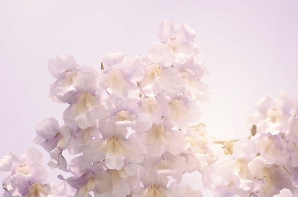 포토 JPG 해외이미지 나무 식물 계절 꽃 백그라운드 꽃무늬 자연 하늘 사람없음 야외 환경 봄 성장 벚꽃 나뭇가지 개화 제비꽃 해외202004 해외포토 무늬 생태계 파일형식 이미지허브