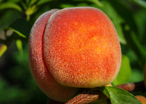 포토 JPG 해외이미지 주간 나뭇잎 근접촬영 사람없음 야외 아웃포커스 나뭇가지 달콤 복숭아 복사나무 해외202004 해외포토 자연요소 나무 뷰포인트 잎 과일 촬영기법 맛 파일형식 이미지허브