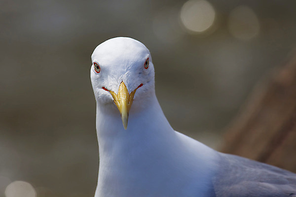포토 JPG 해외이미지 동물 날개 갈매기 조류 사람없음 물 회색 흰색 깃털 부리 물새 해외202004 해외포토 자연요소 컬러 파일형식 이미지허브