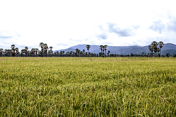포토 JPG 해외이미지 식물 구름 계절 아시아 잎 농업 자연 하늘 밥 날씨 풍경 사람없음 초록색 파란색 농작물 농장 농경지 노란색 환경 수확 성장 시골 분위기 황금 낟알 땅 유기농 장면 추수감사절 말레이시아 논밭 밭일 숙성 수평선 해외202004 해외포토 자연요소 웰빙 나라 산업 기독교 음식 컬러 컨셉 밭 논 생태계 파일형식 이미지허브
