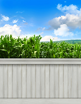 포토 JPG 해외이미지 디자인 꽃 벽 백그라운드 패턴 밭 벽지 표면 사람없음 목재 빛 수확 시골 판넬 거친 변화 널 질감 레이아웃 목공예 내추럴 해외202004 해외포토 나무 식물 컨셉 무늬 농업 재료 공예 파일형식 이미지허브