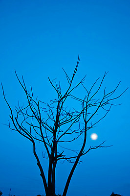 포토 JPG 해외이미지 나무 디자인 실루엣 통신 자연 하늘 사람없음 파란색 빛 검은색 어둠 달 죽음 야간 달빛 장면 옛날 해외202004 해외포토 자연요소 식물 컬러 촬영기법 생태계 파일형식 이미지허브