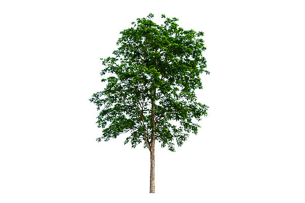 포토 JPG 해외이미지 나무 식물 1 계절 줄기 백그라운드 낙엽 잎 태국 자연 사람없음 야외 목재 장식 초록색 환경 정원 봄 성장 덮개 흰색 나뭇가지 고독 숲 큼 자르기 수집 오브젝트 싱글 에코 나무껍질 내추럴 고립 생태학 엘리먼트 옛날 그리너리 해외202004 해외포토 교육 감정 아시아 컬러 재료 모션 뚜껑 껍질 크기 생태계 파일형식 트랜드컬러 이미지허브